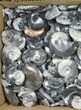 Lot: Polished Goniatite Fossils - - Pieces #98181-2